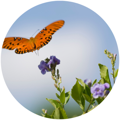 Naturopathie Méthode JMV Réflexologie Soins Accompagnement naturel sur-mesure individualisé personnalisé sécurisant