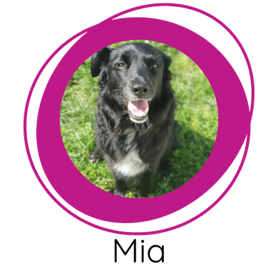 Chienne chien abandon traumatisme peurs stress agressivit&eacute; jalousie &eacute;lixirs floraux fleurs de Bach florith&eacute;rapie naturopathie