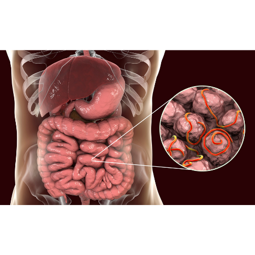 Parasites intestinaux bact&eacute;ries pathog&egrave;nes parasitoses intestins 
