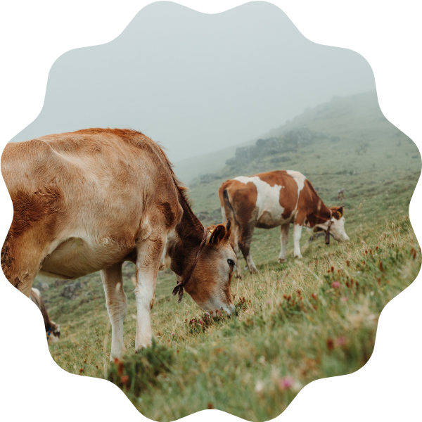 Lait de vache de brebis de chèvre lactose intolérance inflammation alternatives naturopathie